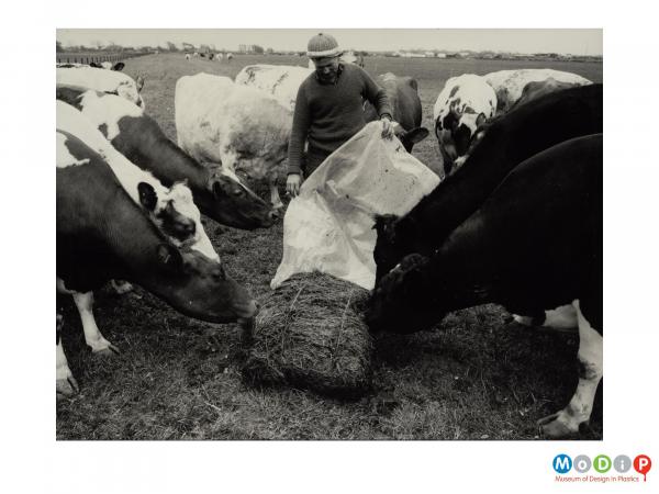 Scanned image showing a herd of cows being fed a bale of hay from a plastic bag.