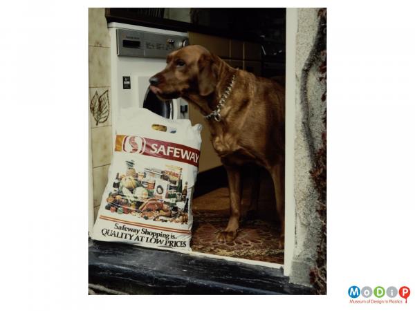Scanned image showing a dog standing in a doorway next to a filled Safeway shopping bag.