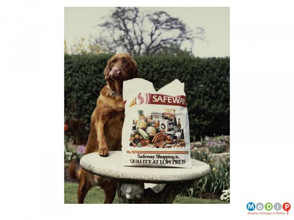 Scanned image showing a dog with a carrier bag.