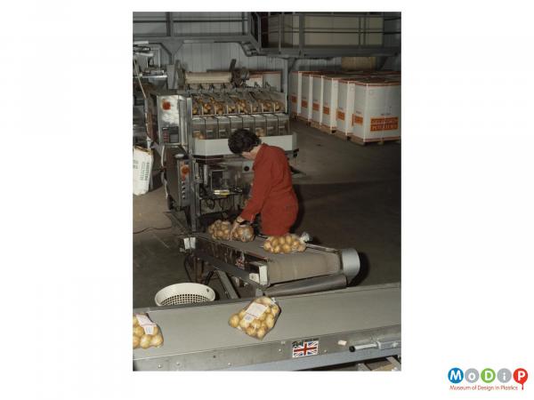 Scanned image showing potatoes being bagged.