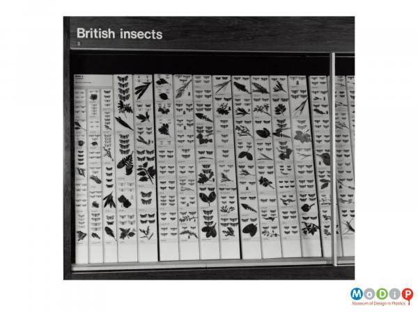Scanned image showing a dispaly of British insects mounted onto Plastazote board.
